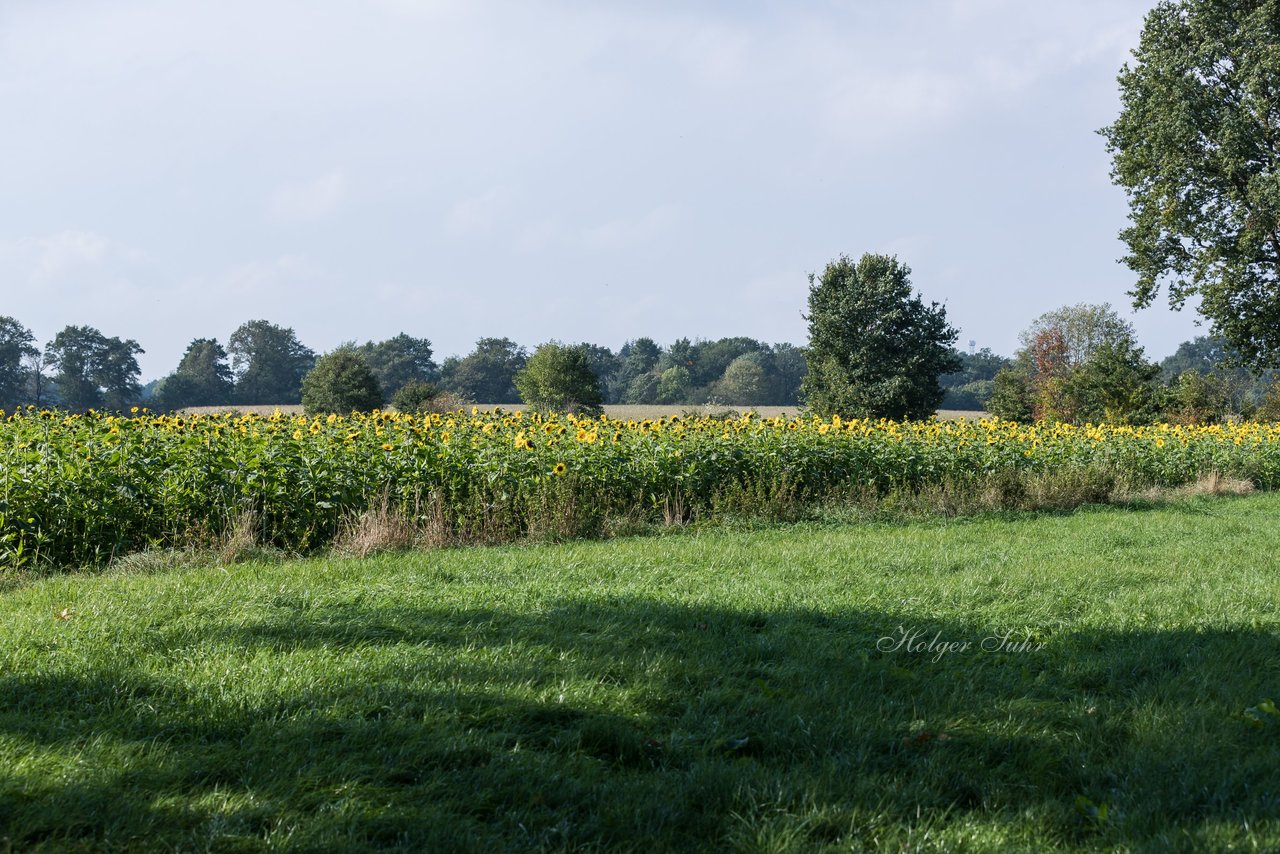 Bild 246 - Maisernte